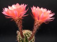 Thumbnail of 0523_Echinopsis Hybride Monika_20120519_02(1).jpg